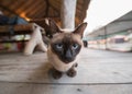 Korat domestic gray cat with blue eyes sitting on raft Royalty Free Stock Photo