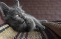 Korat Thai cats Gray thai kitten