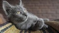 Korat Thai cats Gray thai kitten