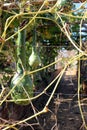 Korba Gourd on the Vine Royalty Free Stock Photo