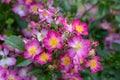 Floribunda groundcover Rose Rosa Juanita, pink-mauve flowersÂ 