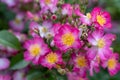 Floribunda groundcover Rose Rosa Juanita, pink-mauve flowers