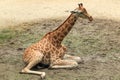 Kordofan giraffe Royalty Free Stock Photo