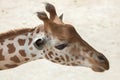 Kordofan giraffe (Giraffa camelopardalis antiquorum)