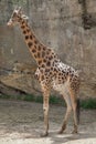 Kordofan giraffe Giraffa camelopardalis antiquorum