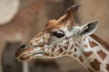 Kordofan Giraffe Giraffa Camelopardalis Antiquorum