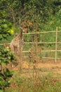 Kordofan giraffe is looking toward camera behind from green tree leaves at Gazipur Safari Park i