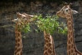 Kordofan giraffe (Giraffa camelopardalis antiquorum)