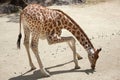 Kordofan giraffe (Giraffa camelopardalis antiquorum)