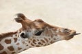Kordofan giraffe (Giraffa camelopardalis antiquorum) Royalty Free Stock Photo