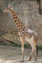 Kordofan giraffe (Giraffa camelopardalis antiquorum)