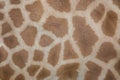 Kordofan Giraffe (Giraffa Camelopardalis Antiquorum). Skin Texture.