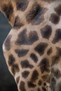 Kordofan giraffe (Giraffa camelopardalis antiquorum). Skin texture.