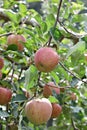 Korea apple orchard Royalty Free Stock Photo