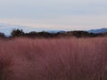 Korea Busan Daereungwon Tomb Complex Pink Muhly Grass Muhlenbergia Capillaris Nature Plants Flower Meadow Field Royalty Free Stock Photo