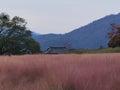 Korea Busan Daereungwon Tomb Complex Pink Muhly Grass Muhlenbergia Capillaris Nature Plants Flower Meadow Field Royalty Free Stock Photo