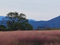 Korea Busan Daereungwon Tomb Complex Pink Muhly Grass Muhlenbergia Capillaris Nature Plants Flower Meadow Field Royalty Free Stock Photo