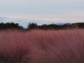 Korea Busan Daereungwon Tomb Complex Pink Muhly Grass Muhlenbergia Capillaris Nature Plants Flower Meadow Field Royalty Free Stock Photo