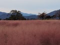 Korea Busan Daereungwon Tomb Complex Pink Muhly Grass Muhlenbergia Capillaris Nature Plants Flower Meadow Field Royalty Free Stock Photo