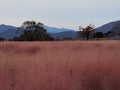 Korea Busan Daereungwon Tomb Complex Pink Muhly Grass Muhlenbergia Capillaris Nature Plants Flower Meadow Field Royalty Free Stock Photo