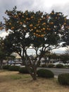 Korea Jeju Island Jeju-do korean snack tangerine mandarin orange trees