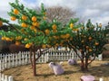 Korea Jeju Island Glass Museum Korean Nature Landscape Garden Mandarin Orange Tree Tangerine Trees