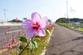 Flowers blooming in the park