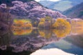 Korea in Spring and cherry blossom trees around Yongbi Lake in Seosan, South Korea Royalty Free Stock Photo