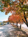 Korea street view lots of tree in autumn