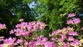 Korean azalea in the park