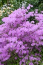 Korean Azalea Rhododendron yedoense var. poukhanense, lavender flowering shrub