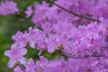 Korean Azalea Rhododendron yedoense var. poukhanense, with lavender flowers