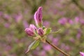 Korean Azalea Rhododendron yedoense var. poukhanense, lavender-pink buds
