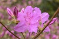 Korean Azalea Rhododendron yedoense var. poukhanense, lavender pink flower