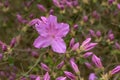Korean Azalea Rhododendron yedoense var. poukhanense, lavender-pink flowers and buds