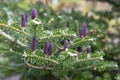 Korean blue emperor larch, also known as Korean fir or Abies koreana displaying colorful purple cones holding upright Royalty Free Stock Photo