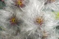 Korean clematis. Close up image of seedheads. Royalty Free Stock Photo