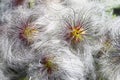 Korean clematis. Close up image of seedheads. Royalty Free Stock Photo