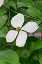 Korean dogwood Cornus kousa Norman Hadden, white flower Royalty Free Stock Photo