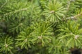 Korean fir , Abies koreana, branch close-up. Evergreen tree with soft needles Royalty Free Stock Photo