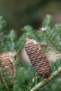 Korean fir Abies koreana, cone and foliage Royalty Free Stock Photo