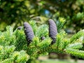 Korean Fir Abies koreana