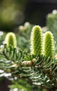 Korean fir branch with young cones after rain in a spring garden on blurred background