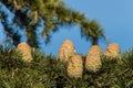 Korean fir cones with resin