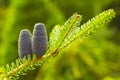 Korean fir, conifer with minim blue cones and bright green needles Royalty Free Stock Photo