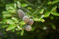 Korean fir with four cones on a branch in the Park.Texture or background