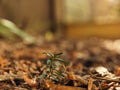 A Korean fir germinates, macro shot on the forest floor Royalty Free Stock Photo