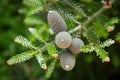 Korean fir with green cones on a branch in the garden.Texture or background