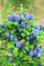 Korean fir tree Abies koreana blue cones Royalty Free Stock Photo