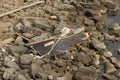 Korean fishing boats washed ashore at Russian Island, Vlaivostok